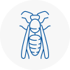 Coppull Wasp Nest Removal